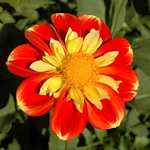 Votaniki Pooh Dahlia Bulbs - Versatile, Long Lasting Blooms, Eye Catching Color Combinations, Perennial Dahlia Flower Bulbs for Planting - Fast Growing & Low Maintenance Dahlia Plant (1 Pack)