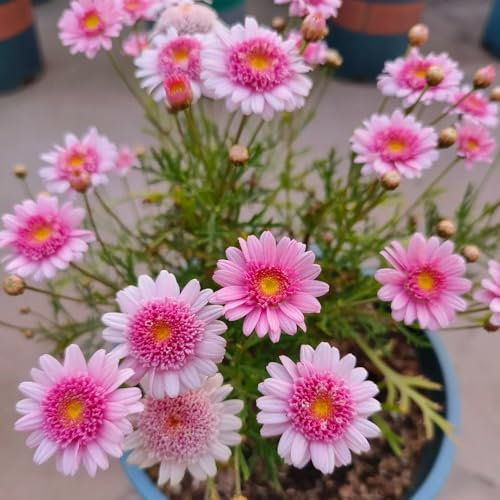 margeriten pflanzen samen - blumen balkon bonsai samen margeritensamen flower seeds pflanzen für garten gartenblumen winterharte pflanzen balkonblumen pflanzen winterhart draußen 1000pcs
