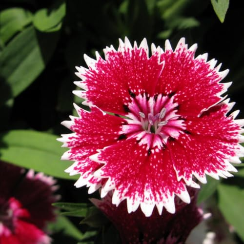 DECOALIVE Semillas Clavel Chino Dianthus Chinensis Mix Color