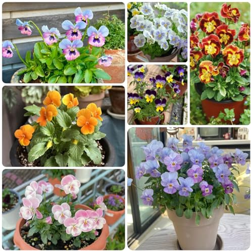 semi biologici di viola del pensiero rare, decorazione del soggiorno resistenti di viola del pensiero da giardino roccioso resistenti decorativi 200pcs