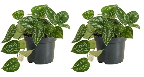 Bloomique - 2er-Set - Scindapsus Pictus - Silberrebe - Hängepflanze - Auch als Kletterpflanze geeignet - Zimmerpflanzen - Luftreinigend - Pflegeleicht - Höhe 15-20 cm - Topf 12 cm