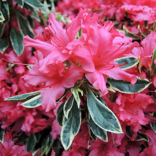 Azalea Silver Sword Plant | Red Flowering Outdoor Garden Shrub Potted | Hardy Evergreen Plant for Borders, Bedding, Containers, Pots - 1L Pot