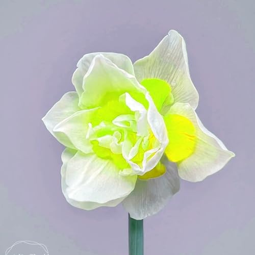 Narciso bulbo,Narcisos flores naturales bulbo,bulbos De Narcisos,hierbas Perennes,Bulbos de narciso,Narciso Planta,decoración del hogar,narcisos amarillos,narcisos flores.-2bulbos-I