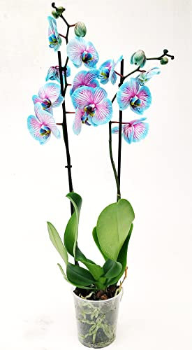 POWERS TO FLOWERS - ORCHIDEA PHALAENOPSIS BLU e ROSA, DUE STELI, VASO 13CM, Pianta Vera