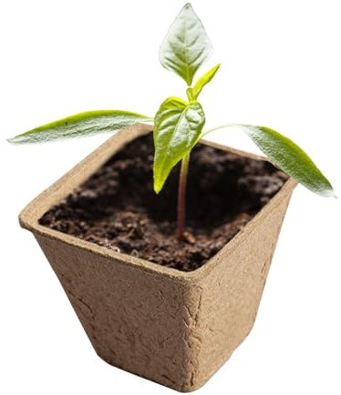 Generico Pentole a torba biologiche, vasi di torba,Vasi vegetali degradabili | Vestro asilo n