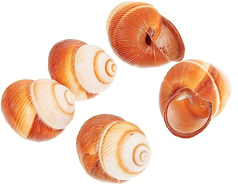 ULTECHNOVO Gusci Di Lumache Naturali Per Escargot, Gusci Di Lumaca Al Forno Francesi Da 4-5 Cm, Conchiglie Multiuso Per Cucinare e Servire Lumache, Set Da 5 Pezzi Per Casa, Ristorante e Barbecue