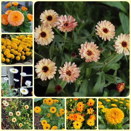 Semi di calendula, regali sostenibili per le donne di calendula officinalis, Le da roccioso sono Le da sono 50pcs