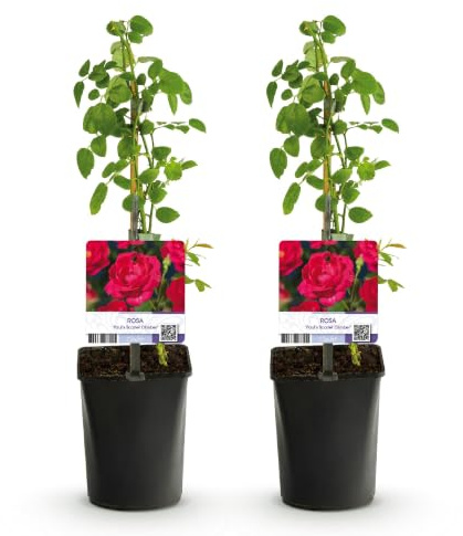 Rosal Trepador Paul's Scarlet, Para Jardín, Flores Rojas, Pack de 2