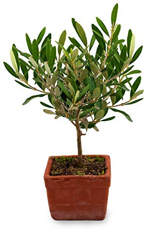 POWERS TO FLOWERS - BONSAI OLIVO IN VASO DI TERRACOTTA, Olivo, Pianta da Interno ed Esterno, Pianta Vera