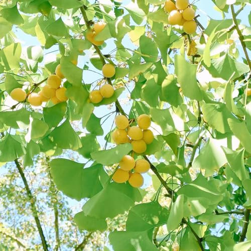 15 pz semi di piante di ginko - Ginkgo biloba - piante rare, piante resistenti all'esterno, albero di ginkgo, Acquista piante esotiche alberi resistenti piante d'appartamento che