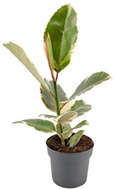 Ficus elastica tineke | Planta de interior natural | Árbol de caucho | Altura 60cm aprox. (Envíos solo a Península)