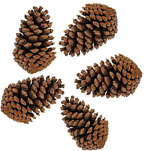 PineCones Tall Bulk Package All Natural,Real Preserved Pine Cones Big Pinecones and Perfect Natural Pine Cones for Christmas Hanging Ornaments Bowl Vase Fillers (3-4.3 in(12pcs))