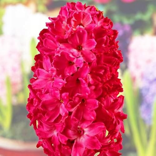 Hyacinthus Hyazinthen Hyazinthe Blumen Zwiebeln Onion Farbe Sorte Auswahl Onion Knollen Winterhart Frische mehrjährig duftenden Prachtblüten Set 3 Stk. (Jan Boss)