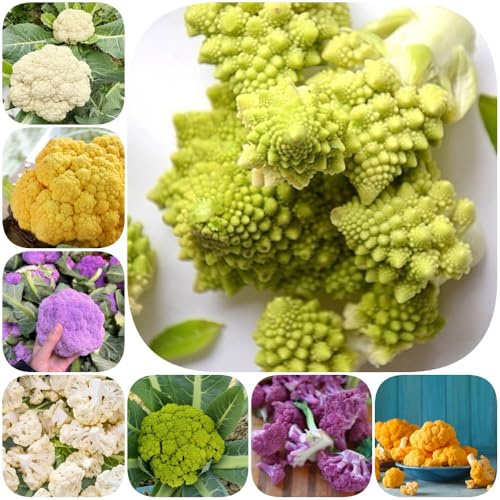 Semi di cavolfiore - vecchie varietà vecchie varietà di aromatiche da giardino resistenti invernali sostenibili per gli amanti del giardino 200pcs