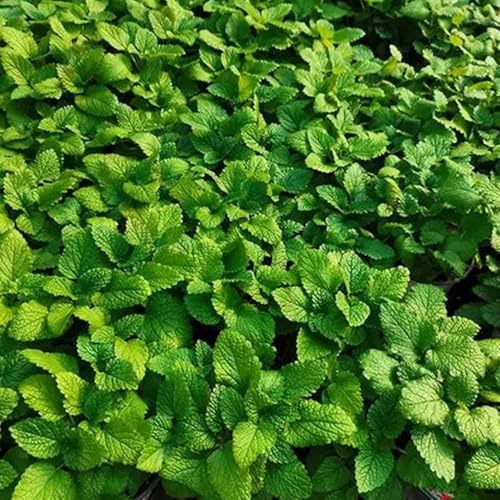 semillas de melisa - orgánico jardín interior raras decoración en balcón variedades antiguas 500pcs