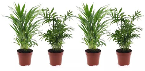 DECOALIVE Super Set Palmeras de Interior: Dos Palmeras Camadorea Chamaedorea Elegans y Dos Palmeras Areca Dypsis Lutescens (8436601572820)