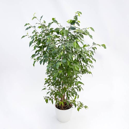 Pianta vera di Ficus benjamina Natasja - Diametro Vaso Ø 12 cm