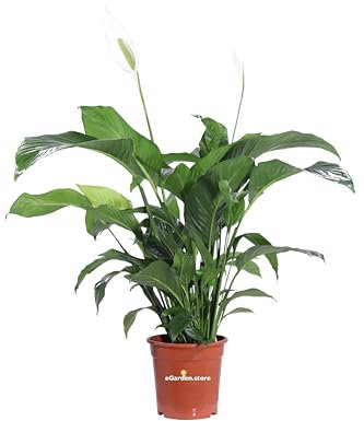 Pianta di Spatifillo Pianta di Spathiphyllum pianta da inerno pianta da fiore bianco pianta ornamentale di Spatifillo pianta vera venduta da eGarden.store (Vaso 22 cm)