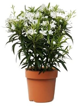 Oleandro Blanco Natural en Maceta - Planta Arbustiva de Crecimiento Rápido