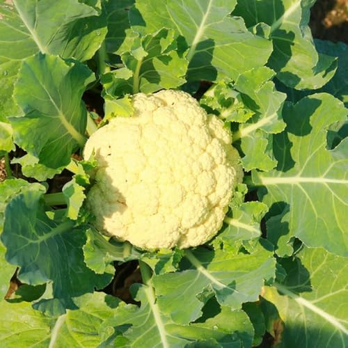 coliflor semillas de hortalizas orgánicas, variedades tradicionales semillas de coliflor Cultivo trepadoras jardín perennes resistentes trepadoras exóticas 60semillas