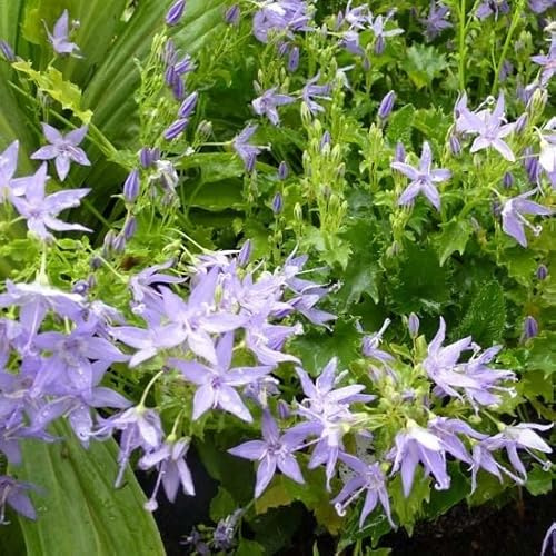 6x Campanula garganica – Vaso 9x9 cm – campanula tappezzante fioritura blu giardino