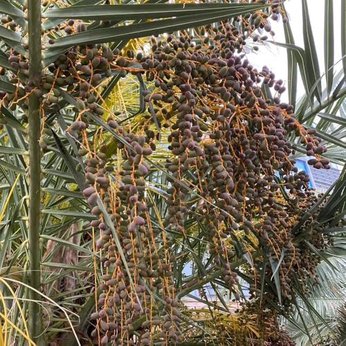 Semi di palma da dattero, Le perenni sono acquistare semi di palma da datteri, semi biologici 25pcs