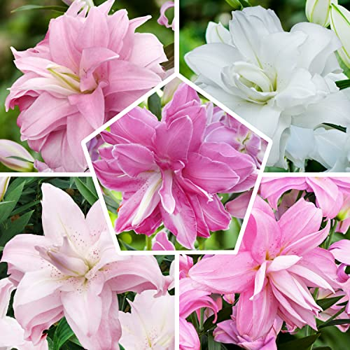 10 Orientalisch Lotus Lilien Zwiebeln - Mehrjährig und Winterhart Blumenzwiebeln - 5 duftend Sorten, 2 von jeder Farbe - kein Samen - Mischung aus Holland für Garten