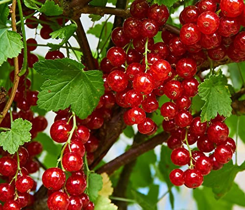 Dehner Johannisbeere Jonkheer van Tets, Busch mit roten Früchten, ca. 70-80 cm, 5 l Topf, Beerenstrauch