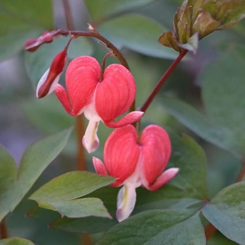 semi resistenti al cuore sanguinante, balcone da giardino decorazione di varietà antiche 400pcs