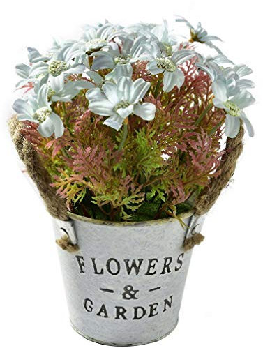 PLAT FIRM Germinazione dei Semi: 42180427A: 20188 Vaso Garden Home Pianta a Spirale Erba Ornamentali