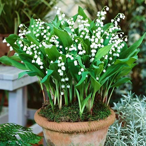 Saterkali Convallaria Majalis Lilien-Blumensamen, 100 Stück Convallaria Majalis Lilien-Blumensamen Bonsai-Garten-Balkon-Dachpflanze Maiglöckchen-Samen