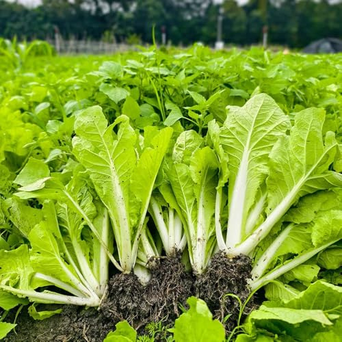 semi di pak choi, giardino balcone raro Copertura del terreno 225pcs