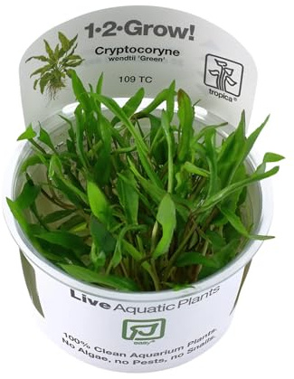 Tropica - Cryptocoryne wendtii 'Green' 1-2 Grow ! - Live aquarium plant