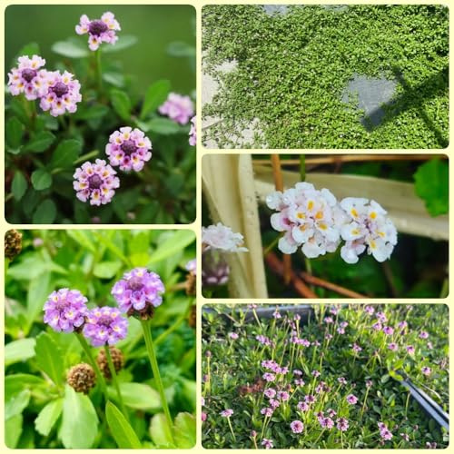 Semillas de verbena de alfombra, semillas de Phyla nodiflora, de balcón para lugares soleados semillas de cobertura 300pcs