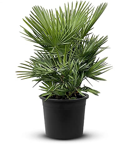 Tropictrees Chamaerops Humilis | Zwergpalme winterhart & kältebeständig, mit einer Höhe von 60 cm | Kleinwüchsig | Outdoor Grünpflanzen | Outdoor Palme