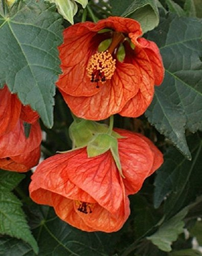Portal Cool Semi 15+ Arancione Mandarino Abutilon Fiore/Perenn Fiorit/Maple