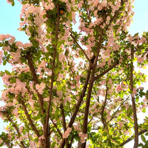 begonien steingartenpflanzen winterhart, deko begonien gartenblumen, zimmerpflanzen blumenbeet, exotische winterhart blumenwiese 60samen