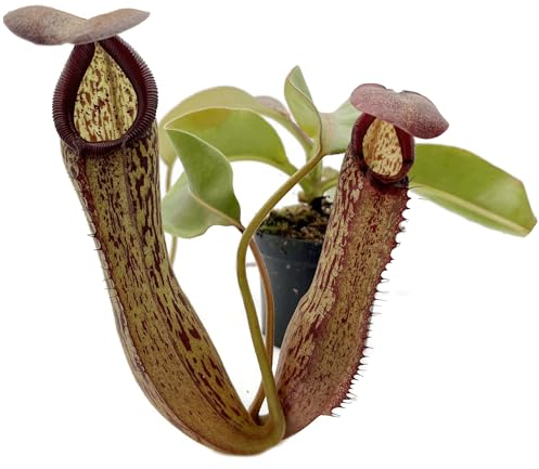 Fangblatt - Nepenthes boschiana x klossii - eindrucksvolle Kannenpflanze - faszinierende fleischfressende Pflanze - Karnivore