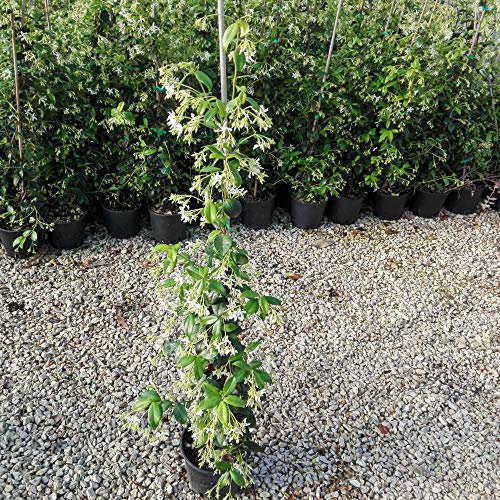 2 PIANTE DI GELSOMINO RAMPICANTE, ALTEZZA 120-140 CM, (FALSO GELSOMINO O TRACHELOSPERMUM O RHYNCOSPERMUM JASMINOIDES)