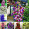 kiskick 100 Unids Clematis Semillas de Vid trepadora Planta de Flores Decoración de Adornos de Oficina en el hogar Semillas de Alto Rendimiento para Cultivo Morado Oscuro