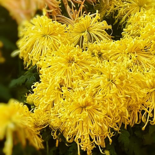 Semi di crisantemo, semi di d'appartamento perenni semi di giardino giardino resistenti 30pcs