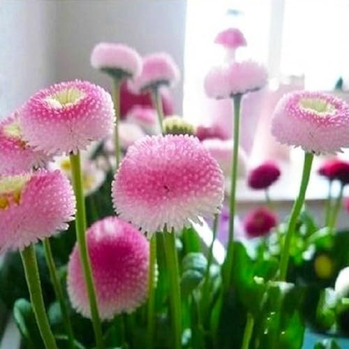 kiskick Gänseblümchen-Samen, 30 Stück/Beutel, natürliche Gänseblümchen-Samen ohne GVO, schöne rustikale rosa Gänseblümchen-Blumensamen für den Balkon Gänseblümchen-Samen