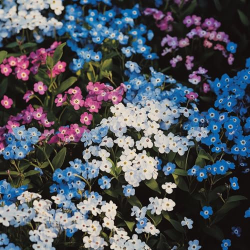 1000/Seeds Forget Me Not Seeds Myosotis alpestris Mixed Grow Pink, Blue & White Flowers