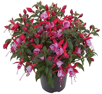 Planta de Fuchsia La Mejor Elección para Aquellos que Quieren Flores Brillantes y Llamativas