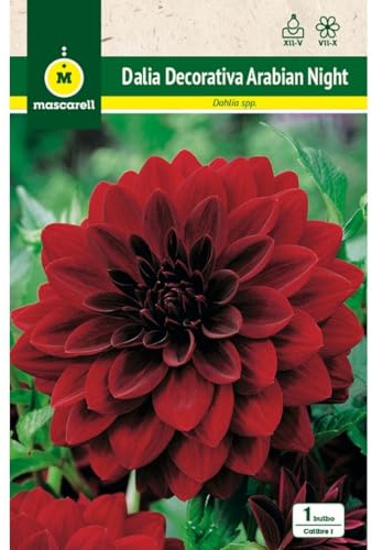 Mascarell Semillas, DALIA DEC. ARABIAN NIGHT, Semillas Bulbosas, Bulbos de Flores Primavera Fácil de Cultivar, Bolsa 1 Bulbo