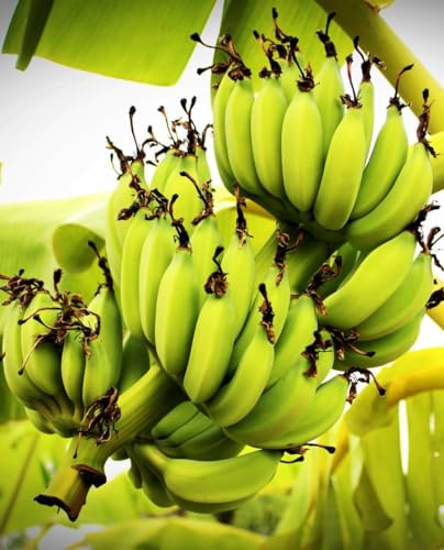 Pianta di BANANO WILD ‘Musa Balbisiana’ Resistente al freddo - in vaso Ø 18 cm - H. 70/80 cm