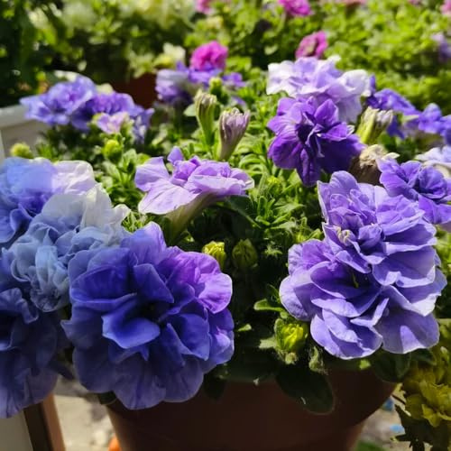 semillas de petunia - jardín rocas resistentes silvestres perenne 450pcs