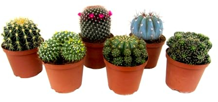 Plant in a Box - Mini Kakteen - 6er Mix - Kaktus - Topf 5,5cm - Höhe 5-10cm