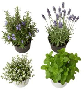 Huerto en Casa de 4 Hierbas Aromáticas DECOALIVE | Lavanda, Romero, Tomillo y Hierbabuena en Maceta Viva