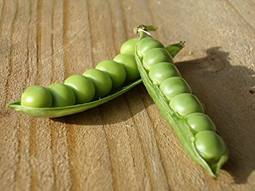 Lot de 50 Graines de Pois Potager Roi des Conserves - Variété Incontournable et Savoureuse - Cosses 9 à 10 pois - 100% Naturelle - Excellente Qualité - Garantie Germination - 100% Reproductibles
